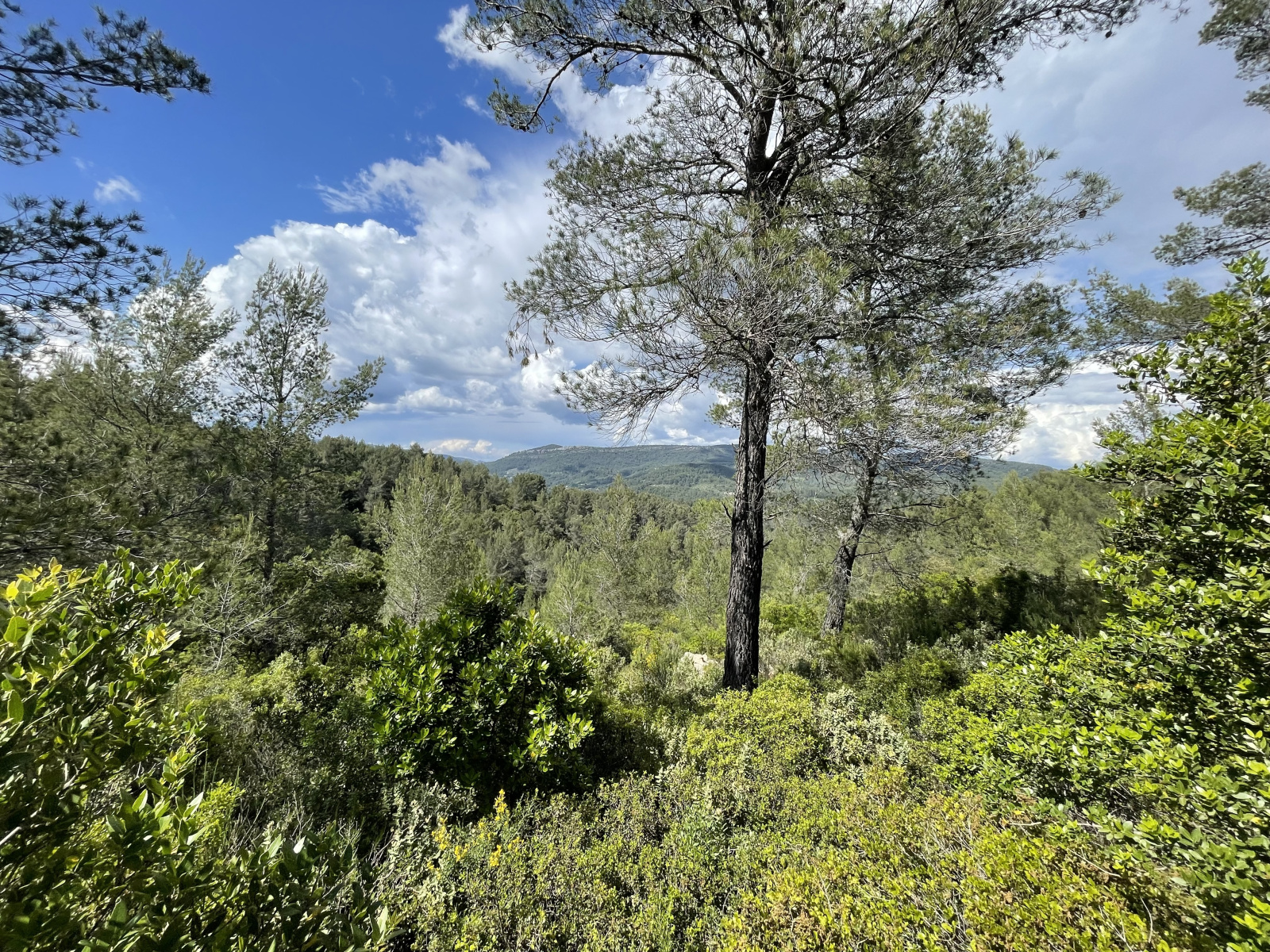 Image_, Terrain agricole, Solliès-Toucas, ref :145